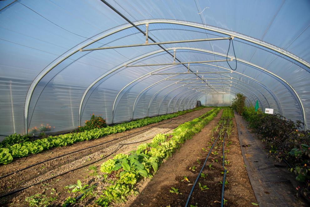 Urban, participative and eco-friendly agriculture